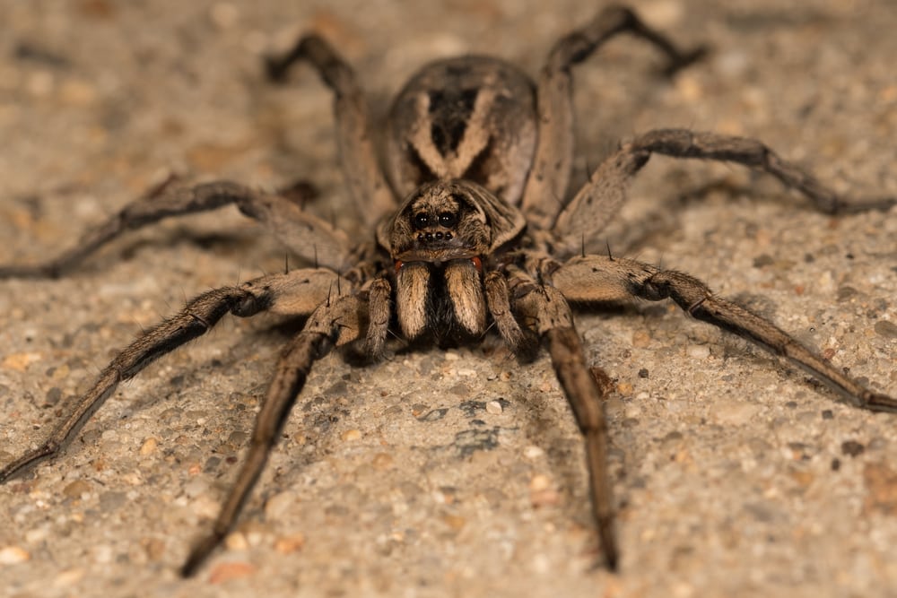 Wolf Spider in Florida crawling on the ground