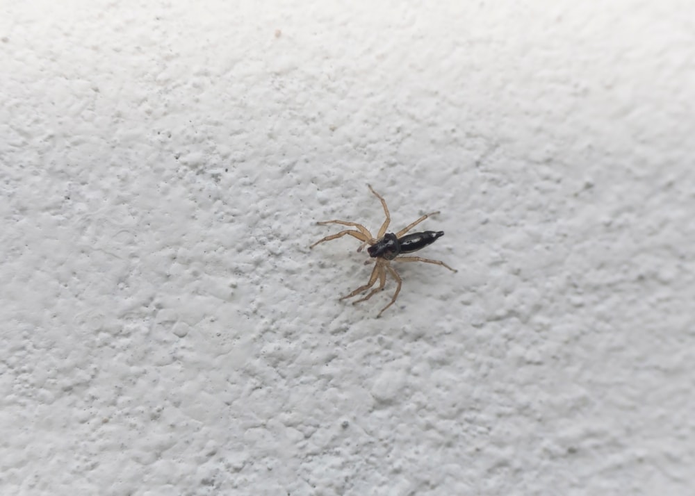 Dimorphic Jumper in Florida on white background