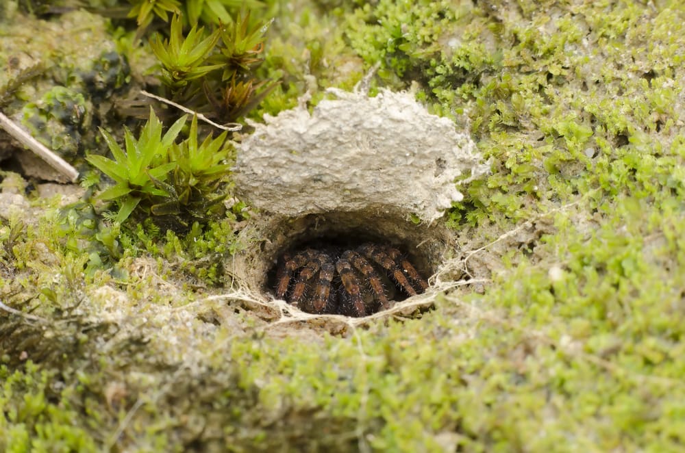 Trap-Door Spider in Florida making a nest
