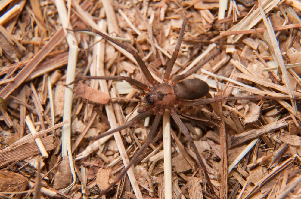 Recluse Spiders in Florida laying on dry woods