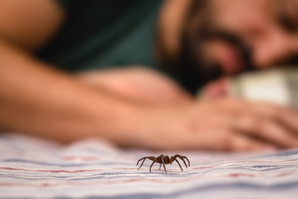 Spider crawling on the bed with a man sleeping