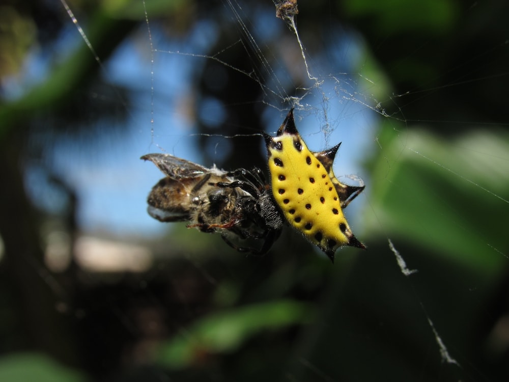 Orb Weaver Spiders in Florida trapping a prey