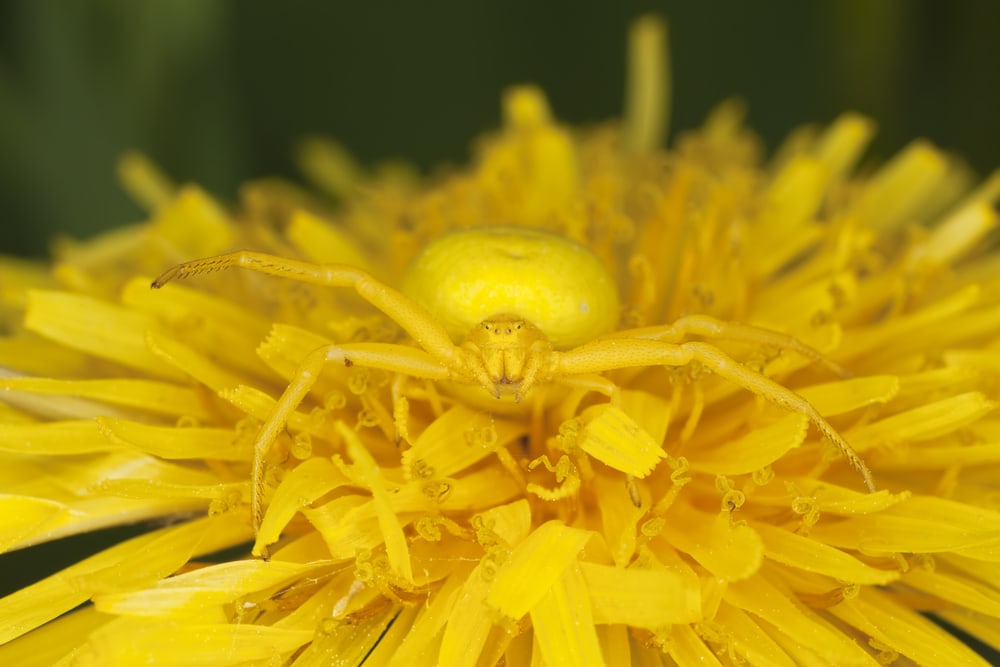 Crab Spiders in Florida camouflaged in a sunflower