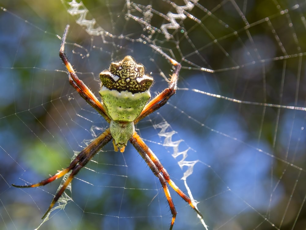 Close up photo of Silver Garden Spider in Florida