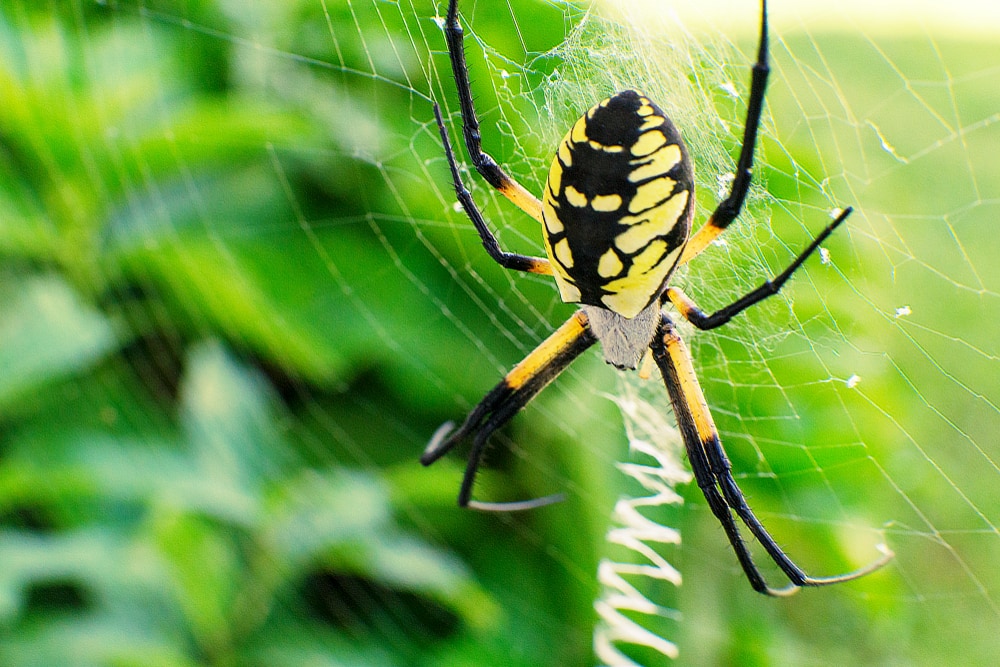 Black and Yellow Garden Spider in Florida making a web