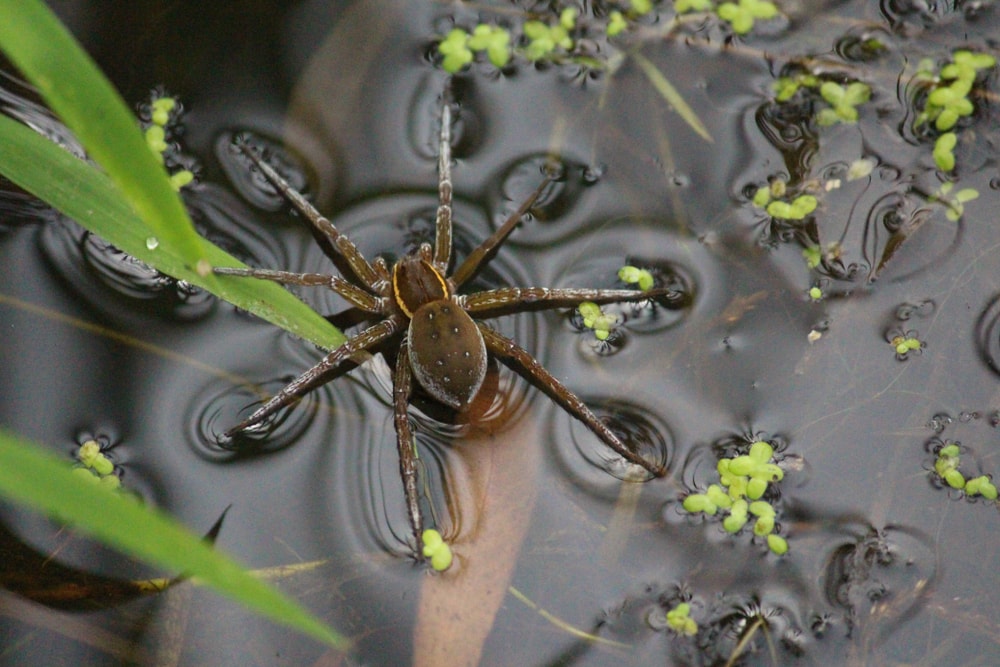 Fishing Spider in Florida on top of a water