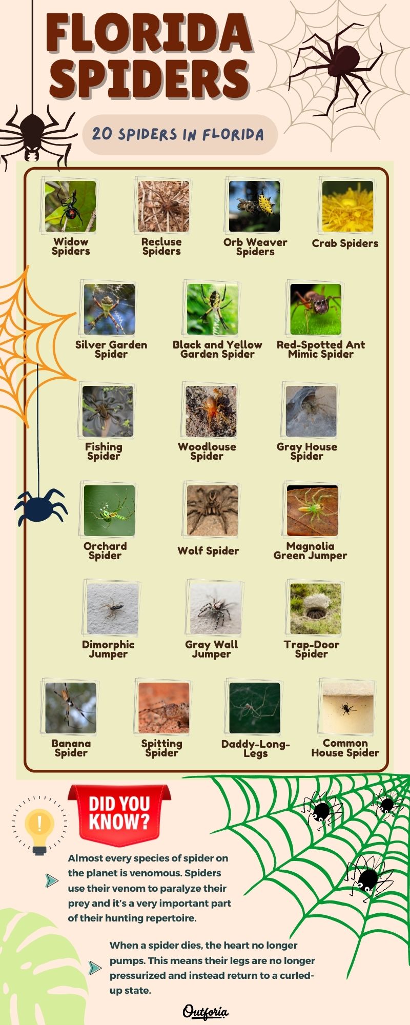Chart of the different spiders in Florida complete with Facts, Photos, and more!