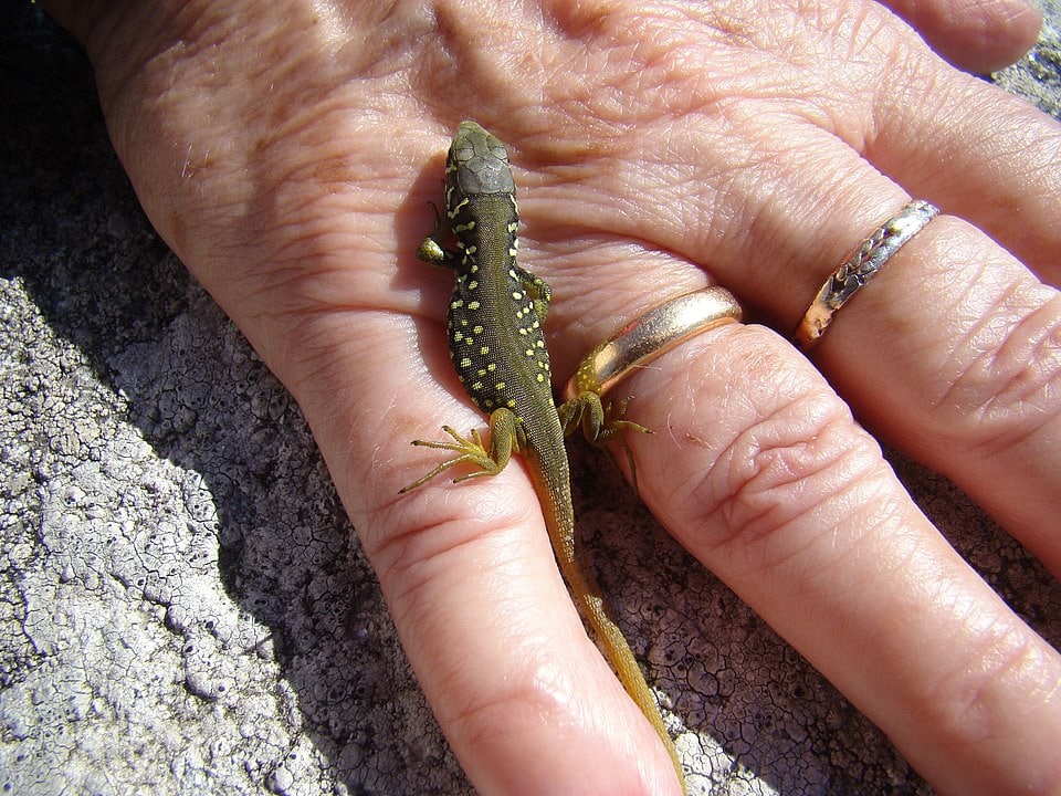 Reef Gecko (Sphaerodactylus notatus) on top of a hand