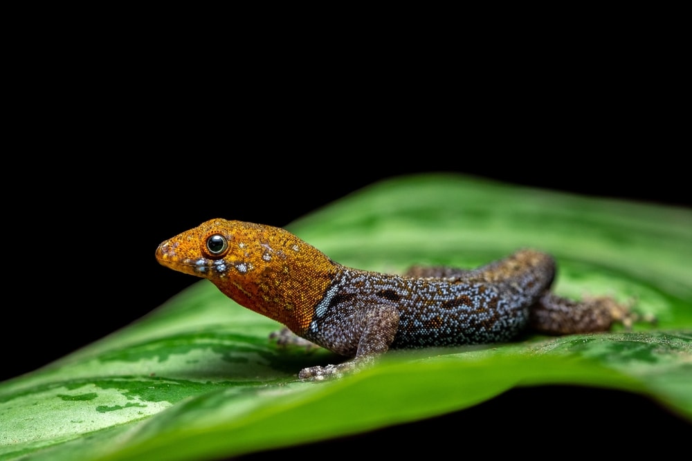 Yellow-headed Gecko (Gonatodes albogularis) in black background