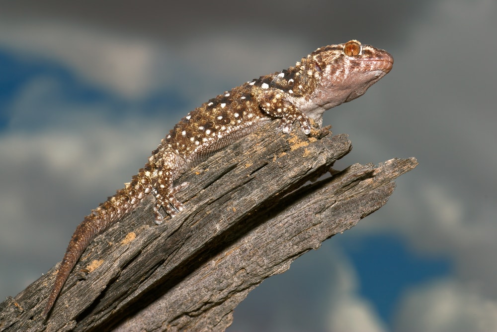 Bibron’s Thick-toed Gecko (Pachydactylus bibronii) on top of a branch