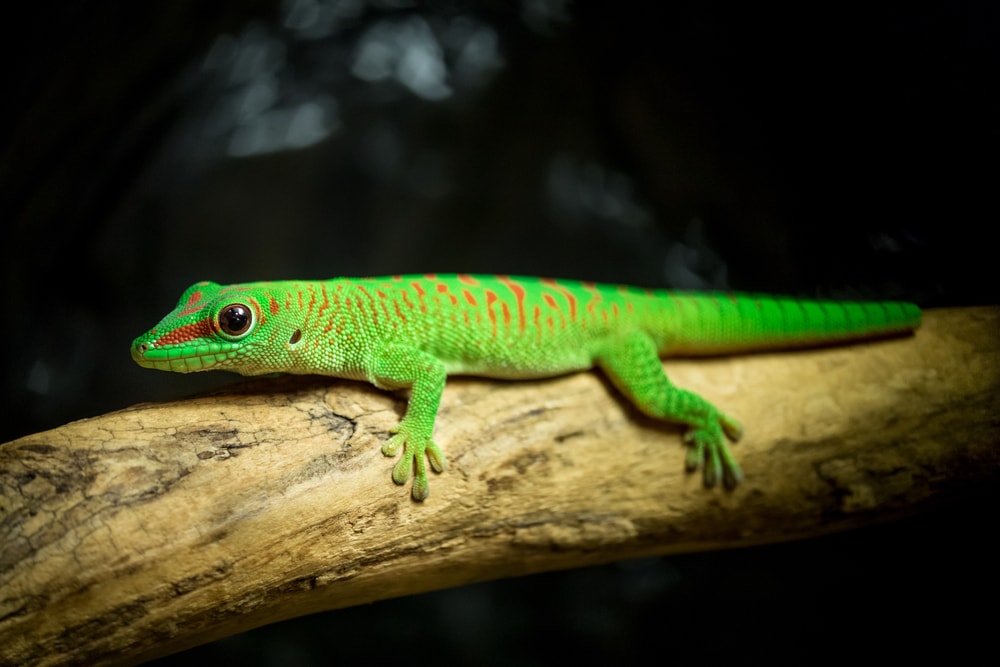 Giant Day Gecko (Phelsuma madagascariensis grandis) highlighted on a dark