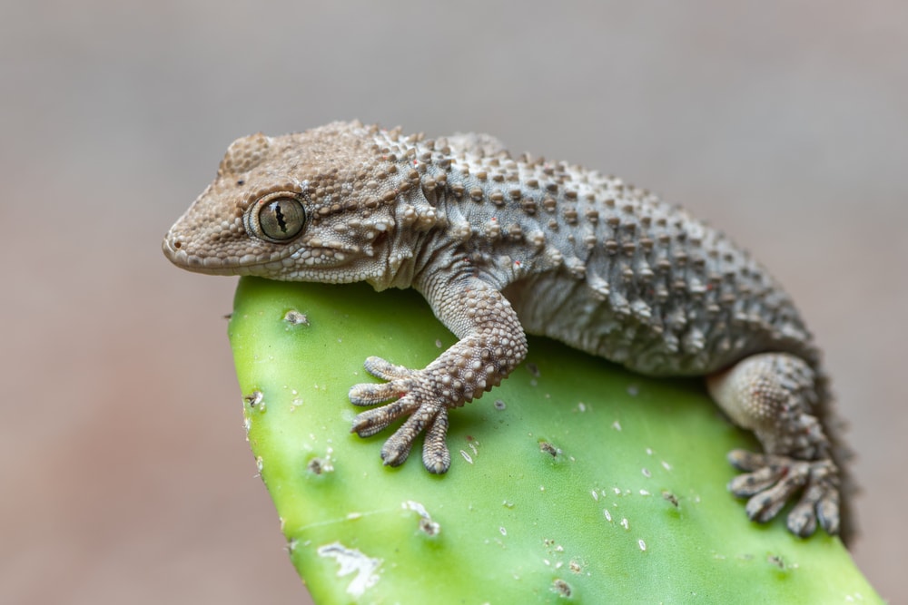 Common Wall Gecko (Tarentola mauritanica) on top of a cactus