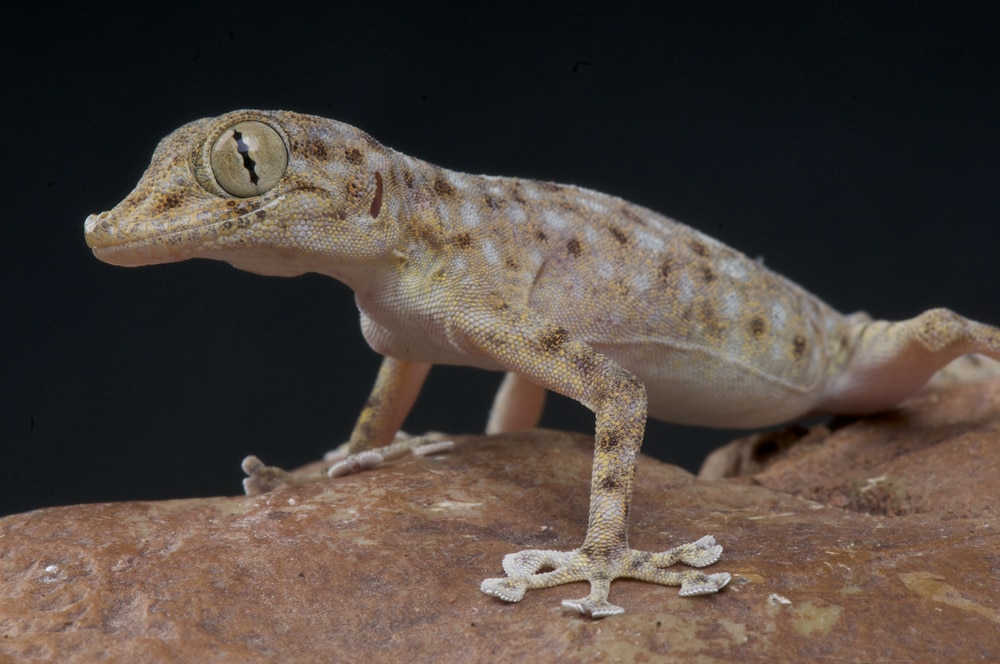 Fan-footed Rock Gecko (Ptyodactylus hasselquisti) in black background