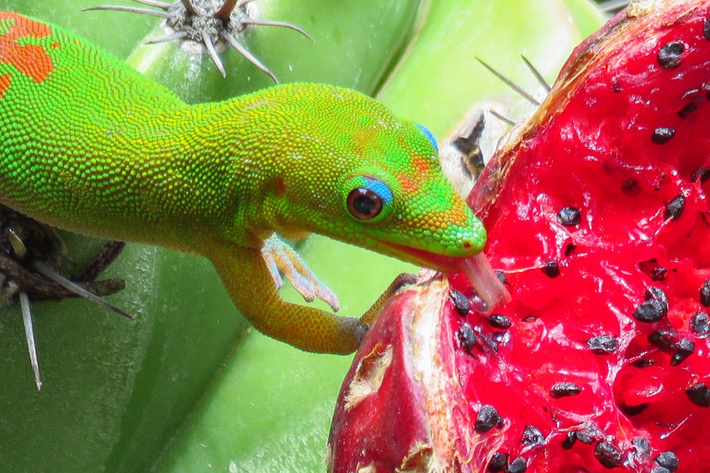 Gold Dust Day Gecko (Phelsuma laticauda laticauda) eating a watermelon