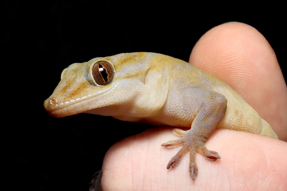 Golden Gecko (Gekko badenii) being held in the dark