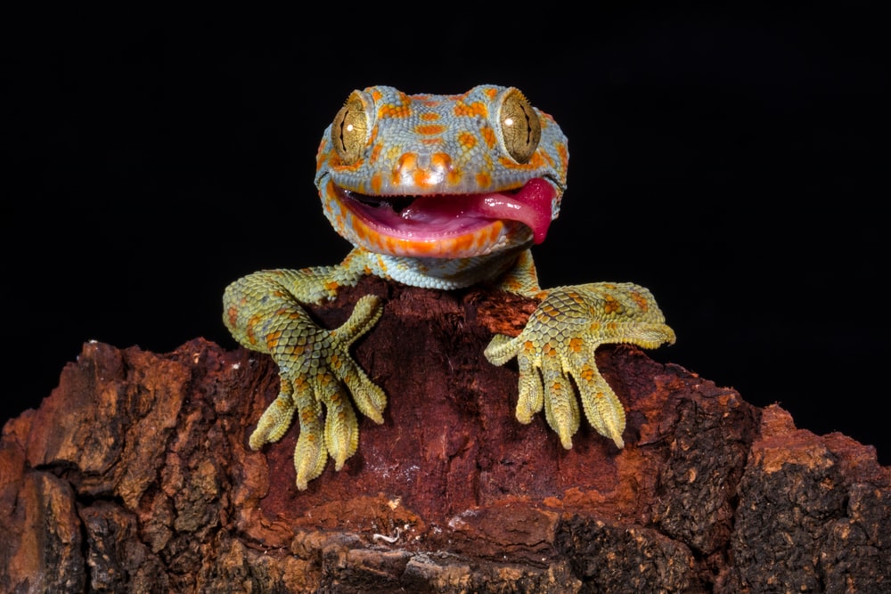 Gecko on top of a branch of a tree