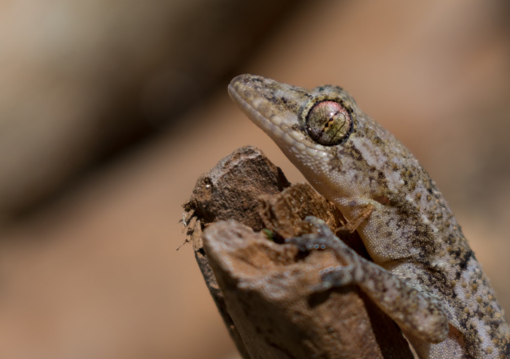 Amerafrican House Gecko (Hemidactylus mabouia) on a wood