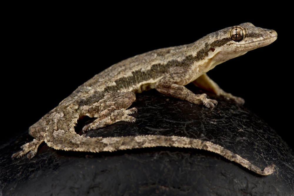 Flat-tailed House Gecko (Hemidactylus platyurus) in black background