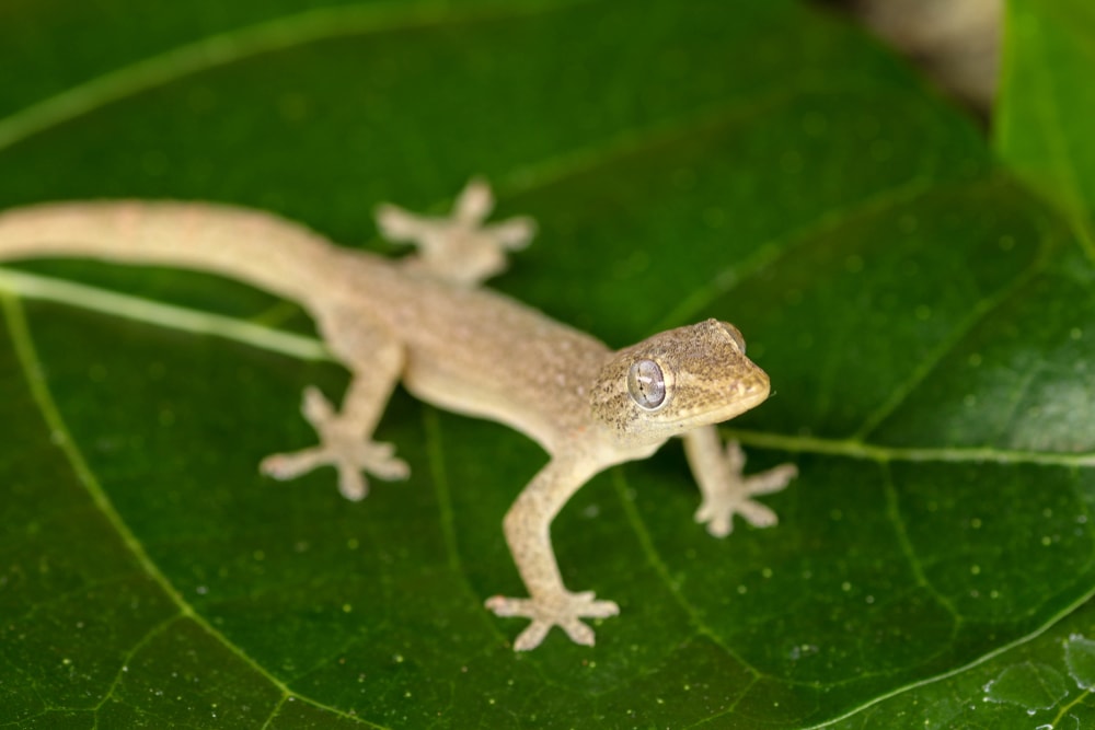 Common House Gecko (Hemidactylus frenatus) laying on a leaf