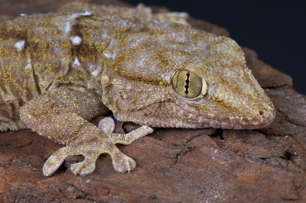 Close up shot of White Spotted Wall Gecko (Tarentola annularis)