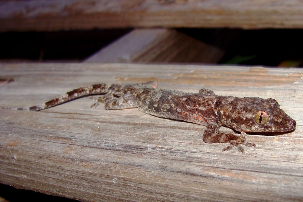 Indo-Pacific Gecko (Hemidactylus garnotii) laying on a chair