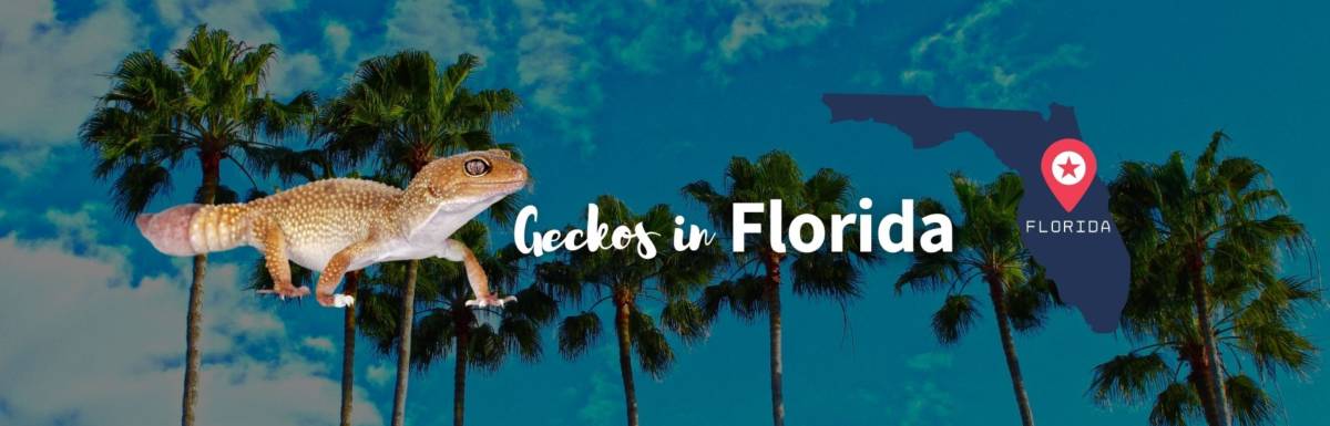 Geckos in Florida featured image