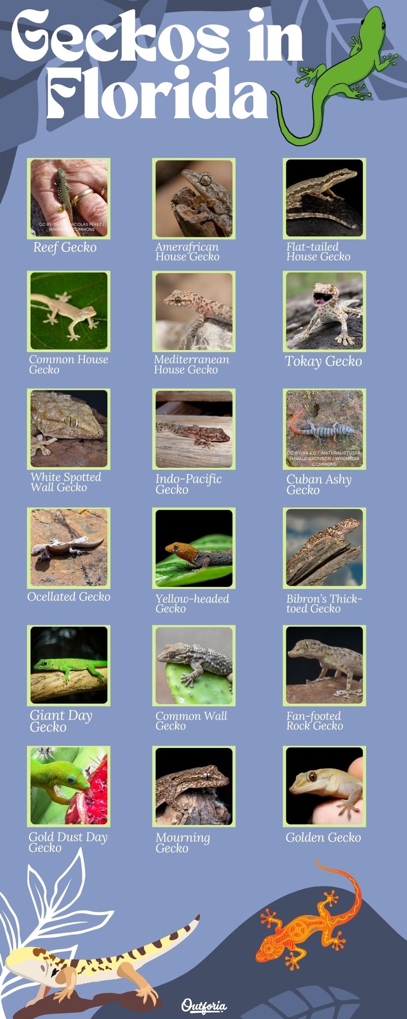 Chart about Geckos in Florida complete with Photos, Facts, and more