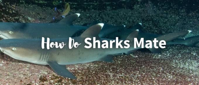 how do sharks mate featured photo