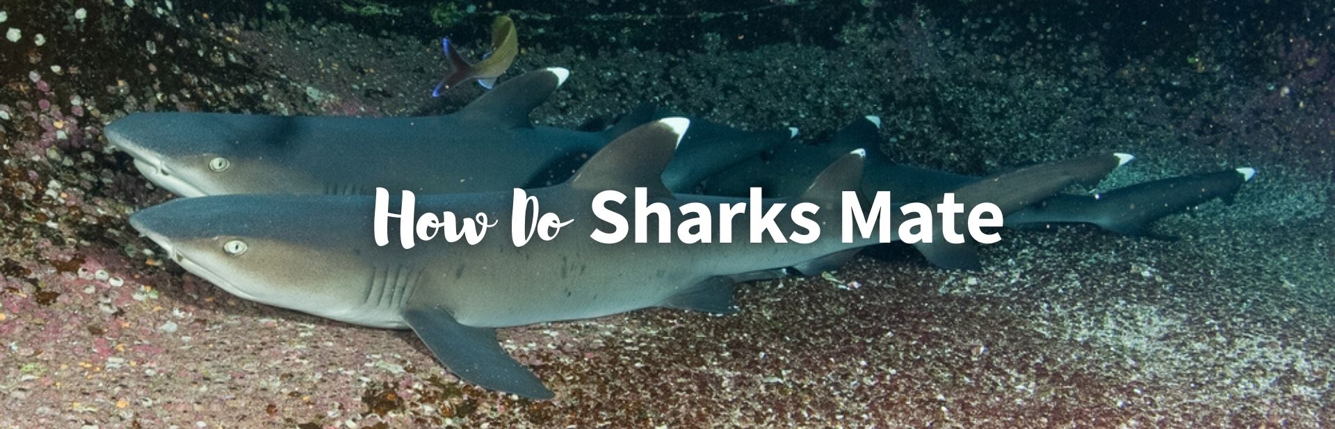 How Do Sharks Mate? It Might Surprise You