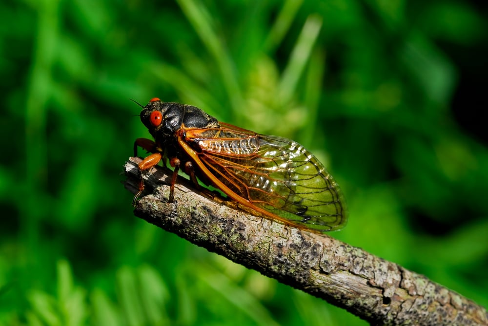 Cicada standing on edge of a wood