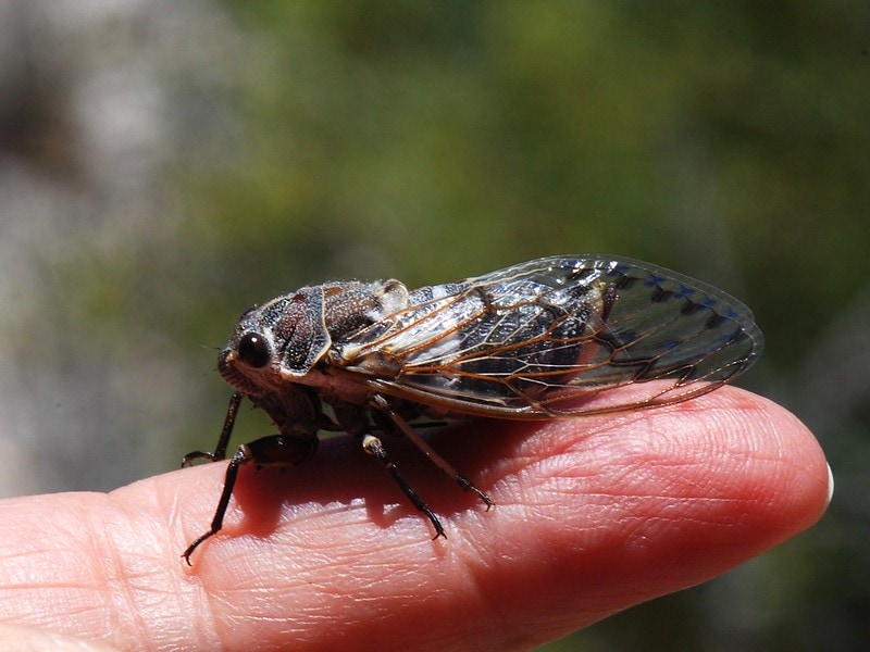 Close up shot of Cicada on human's finger