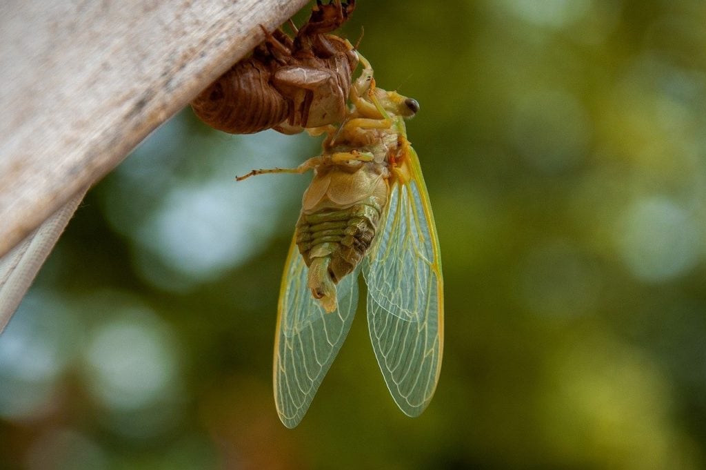 Cicada on its metamorphosis state