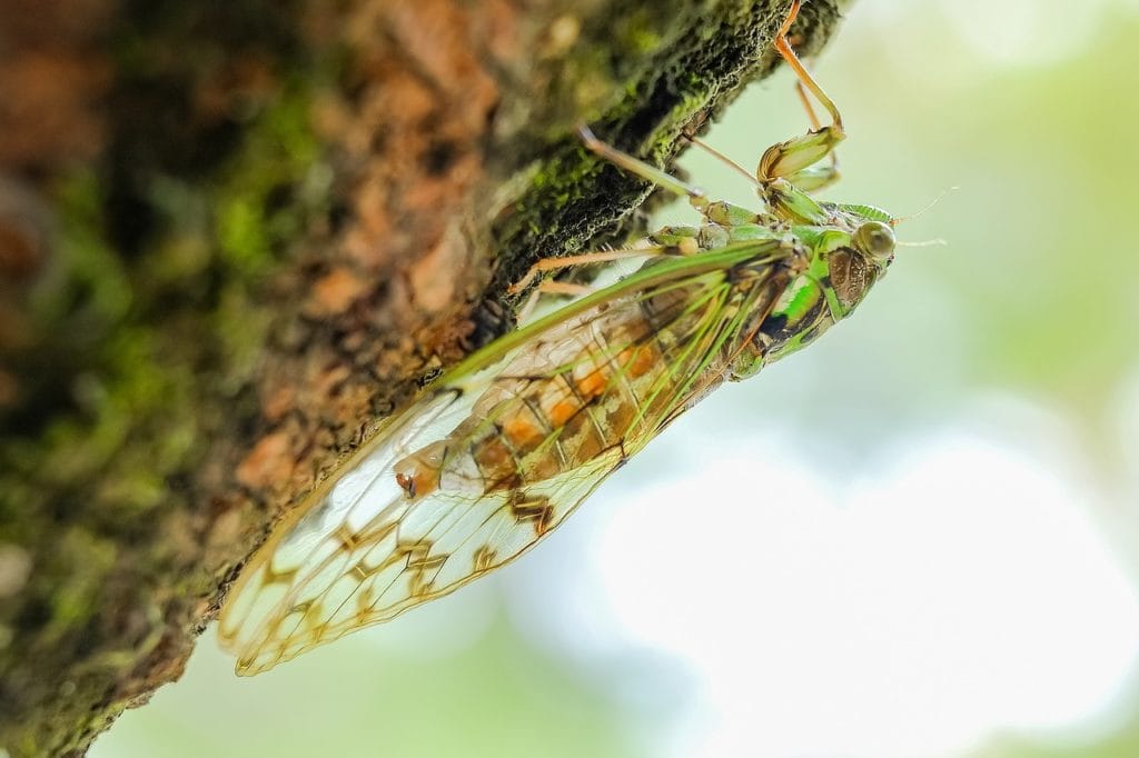 Cicada sticking on a tree full of moth
