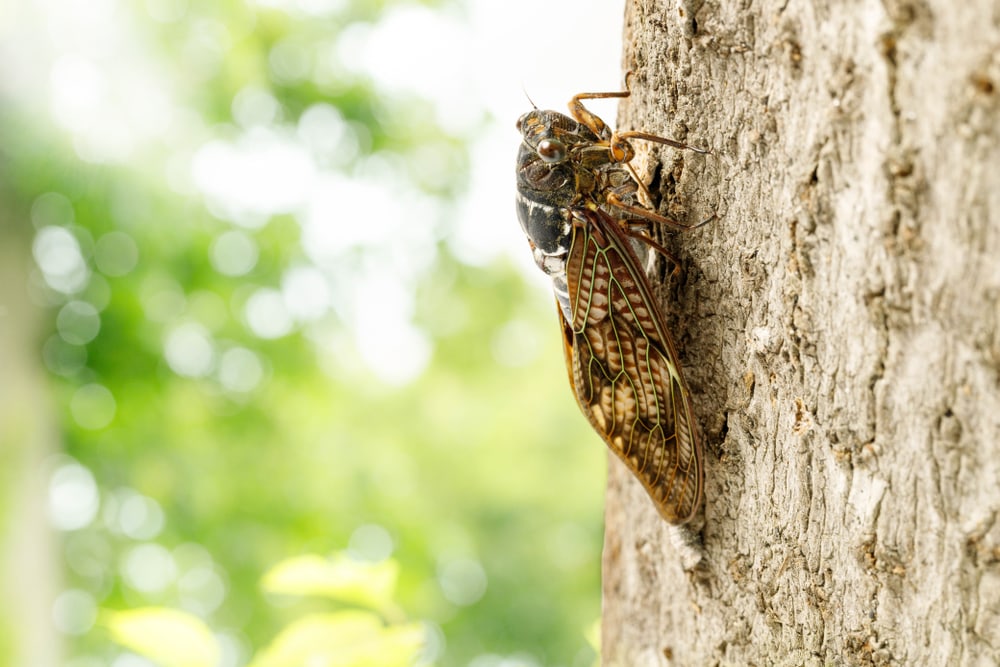 Cicada sticking on a tree