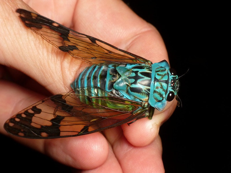 Close up photo of cicada on black background