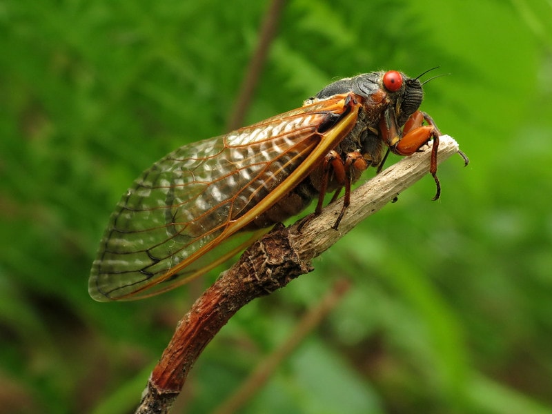 Periodical cicada on the edge of a stick