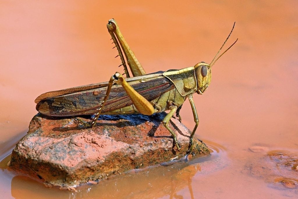 Locust on top of a rock in the middle of a mud
