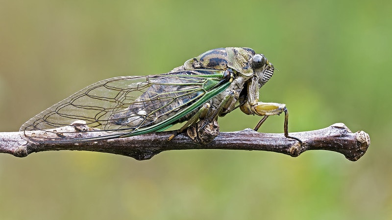 Annual cicada standing on a stick