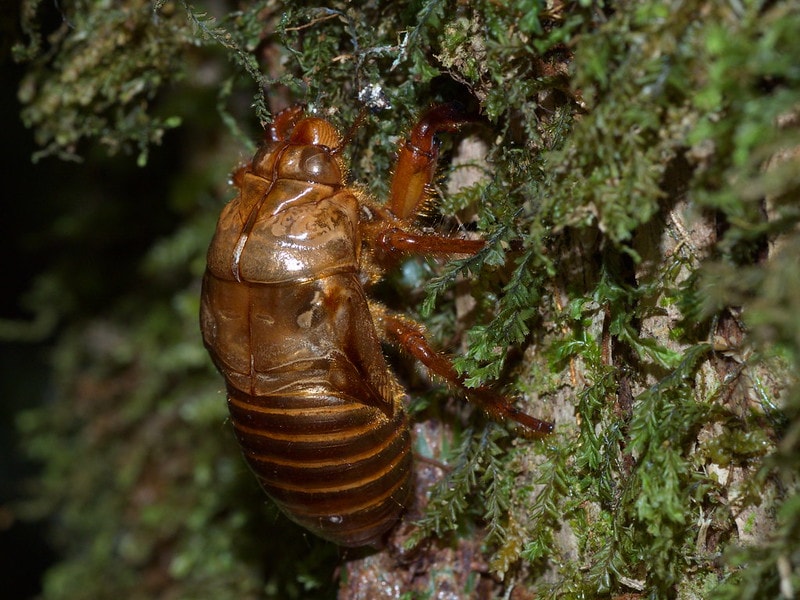 Cicada sticking on root grass underground