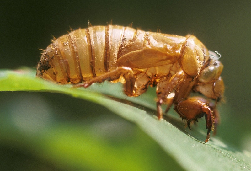 Close up shot of Cicada sliding on a curved leaf
