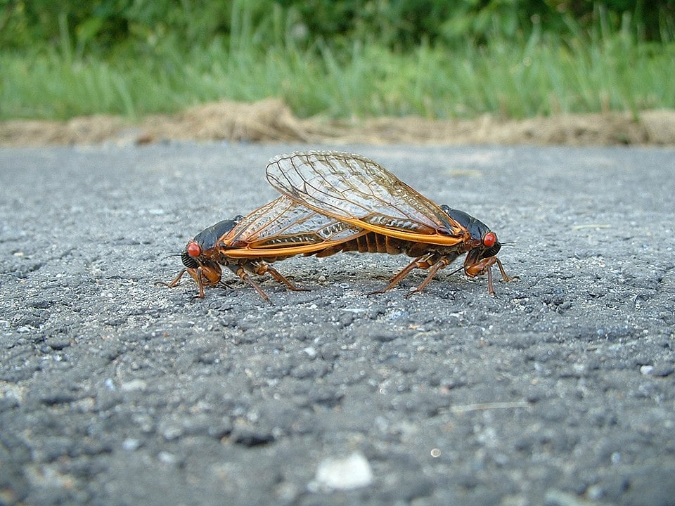 Cicadas mating in the middle of the road