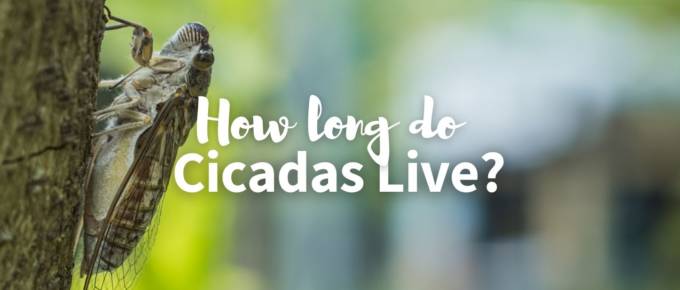 How long do cicadas live featured image