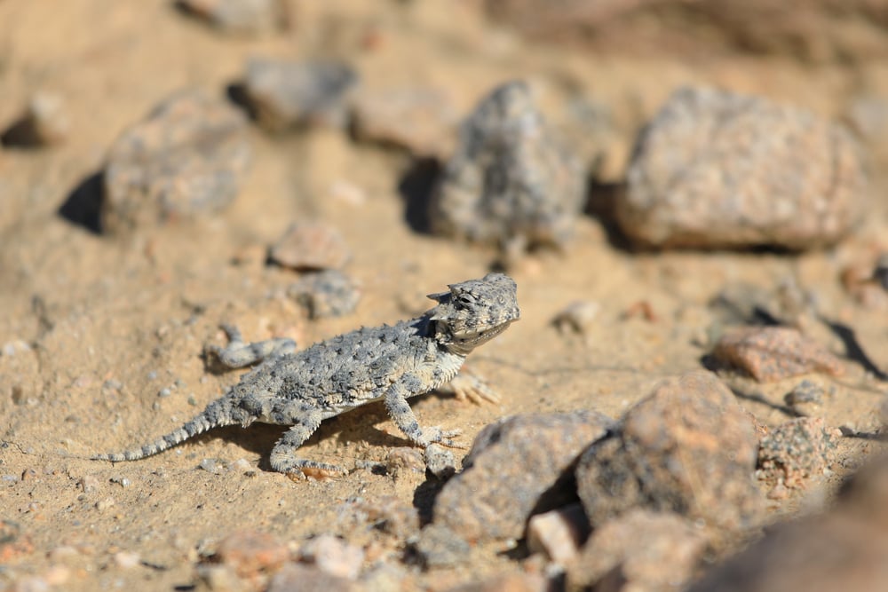 Desert Horned Lizard in the middle of the stones in desert