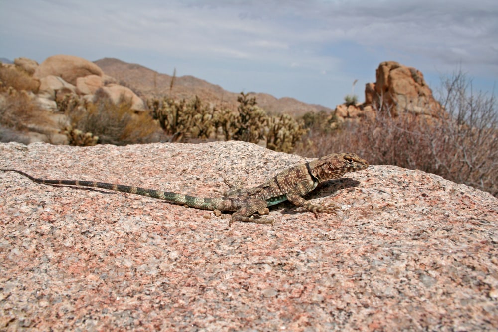 Banded Rock Lizard waiting on top of a rock