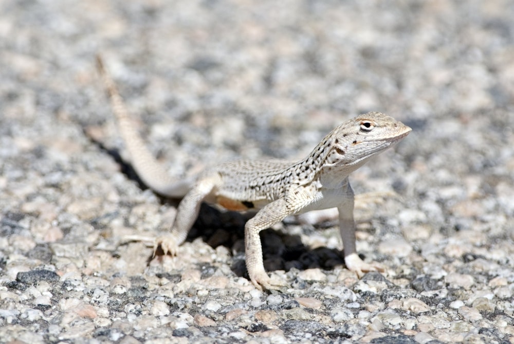 Coachella Valley Fringe-Toed Lizard standing on pebbles