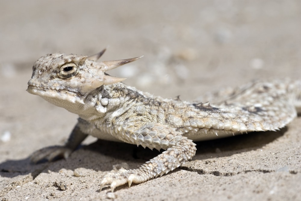 Flat-Tail Horned Lizard laying its chest on the sand