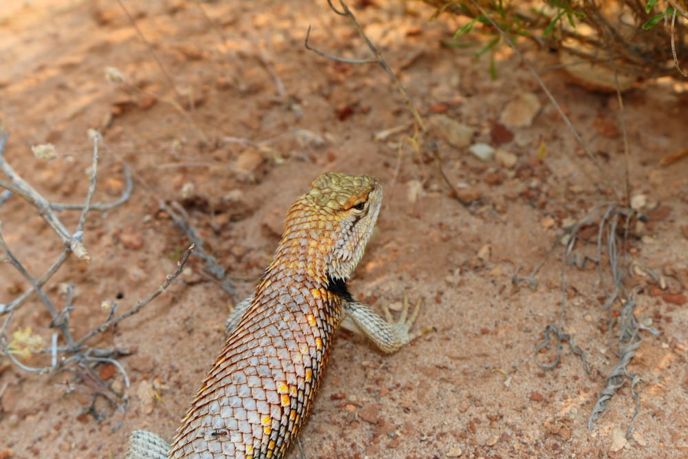 Yellow-Backed Spiny Lizard showing off its back