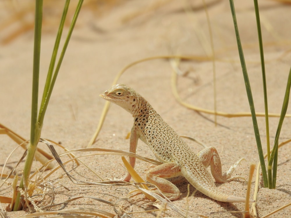 Mojave Fringe-Toed Lizard sitting on a soil