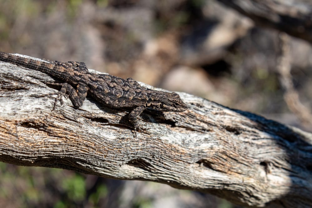 Ornate Tree Lizard trying to camouflage on a tree