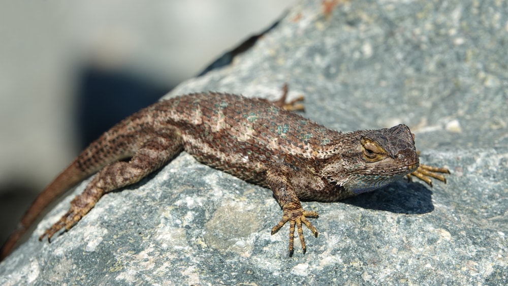 Western Fence Lizard laying on a rock